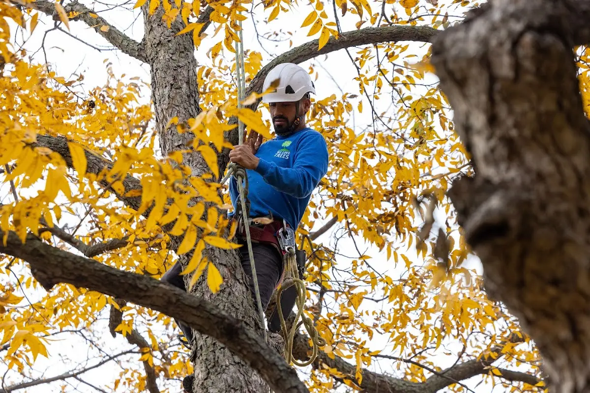 Skilled Tree Planing crew working in Kiowa